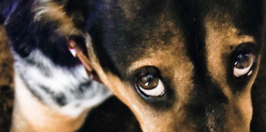 Una vita intera trascorsa al buio in gabbia: cagnolina salvata
