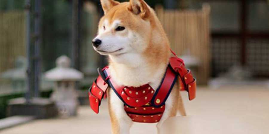 Dal Giappone l'ultima moda riguardante i cani: per loro armature samurai