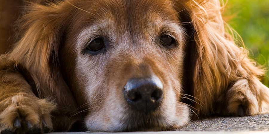 Adottare un cane anziano: l’iniziativa della Lav