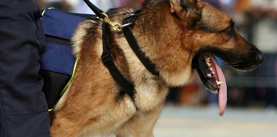 Gimbo, il cane poliziotto che trova la droga e suona il clacson