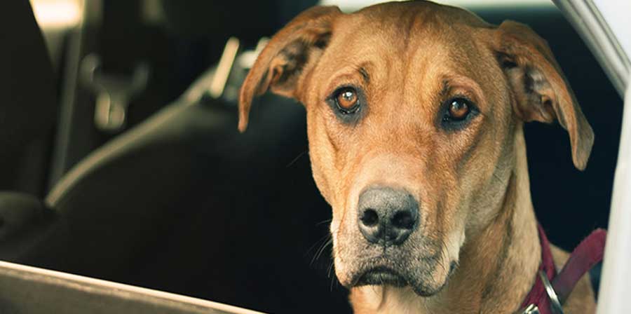 L'esperimento di un veterinario per capire cosa prova un cane in auto al caldo