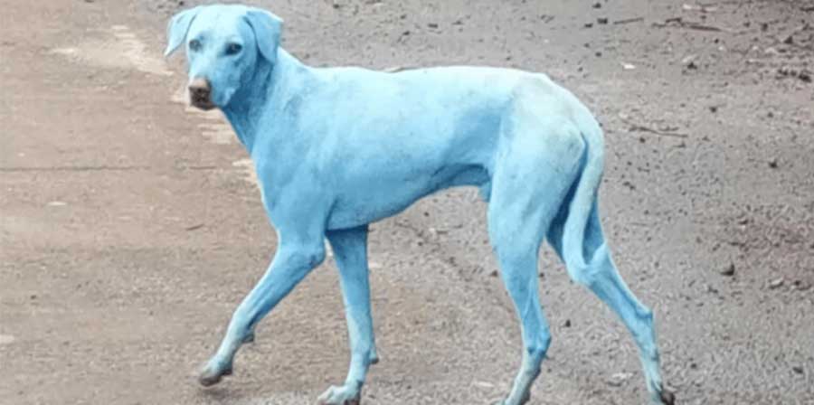 In India cani blu... per l'inquinamento!
