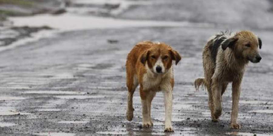 In Cile Google adotta una quarantina di cani randagi
