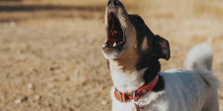 I cani abbaiano troppo: il giudice gli fa tagliare le corde vocali