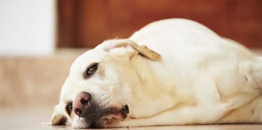 Lo studio: “I proprietari dei cani ammalati gravemente possono soffrire di stress e depressione”