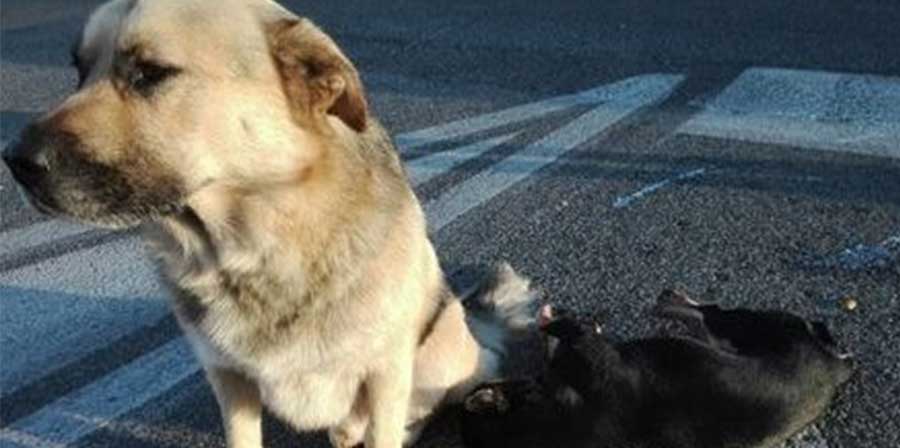 Roma, cane veglia l'amico a quattro zampe investito per ore