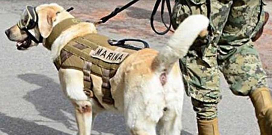 Messico, l’eroica impresa del cane Frida che ha salvato più di 50 persone