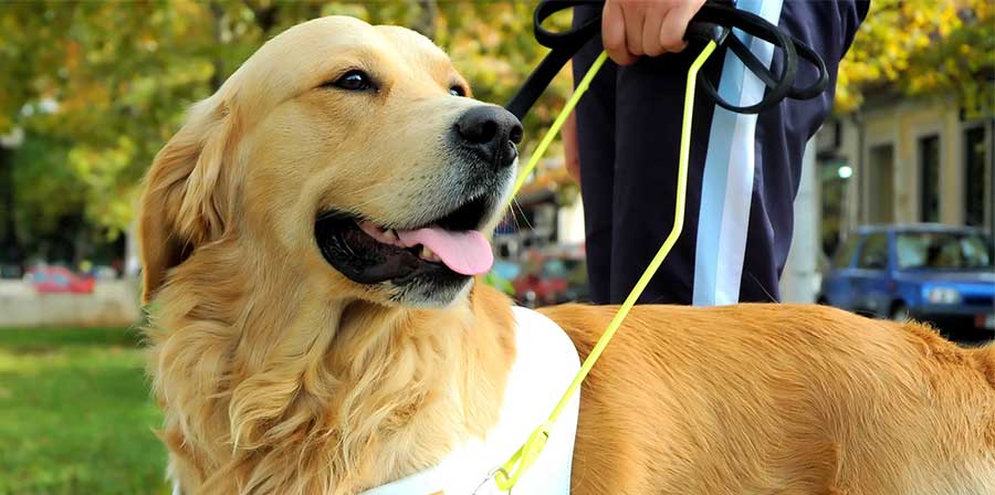 Oristano, due negozi vietano l’accesso a cieco con cane
