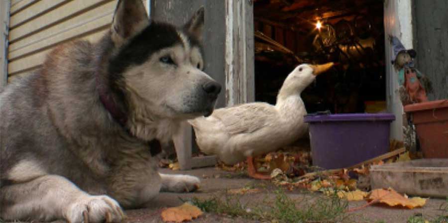 Max e Quackers, amicizia tra un cane e una papera