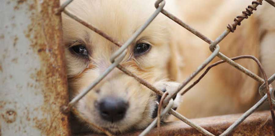 Chiusi per giorni in un furgone: sequestrati 53 cuccioli