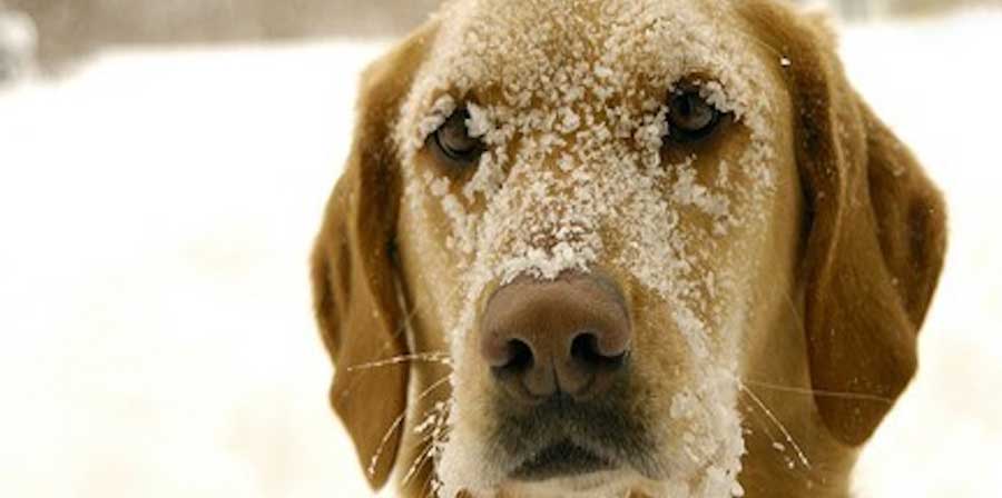 Cani lasciati al freddo: negli Usa diventa illegale