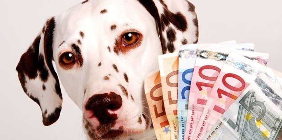 Anziano muore e lascia un milione di euro in eredità ai suoi cani
