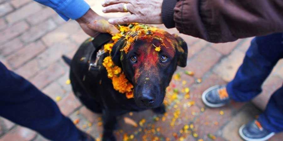 In Nepal un'intera giornata dedicata ai cani