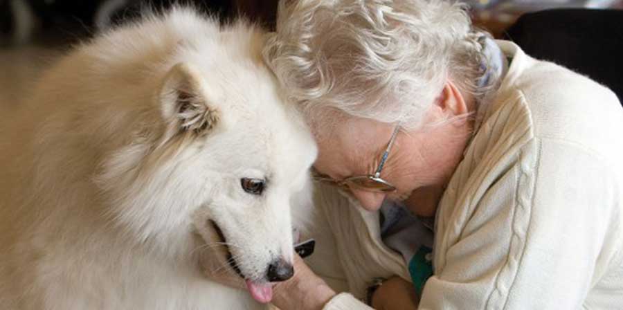 Pet therapy, certificazione internazionale di qualità per la Federico II