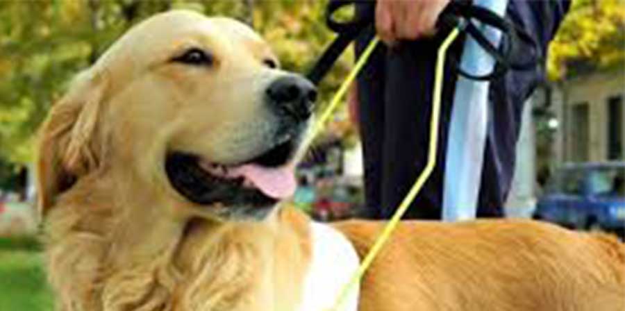 Cani per ciechi sulle scale mobili, scatta nuova normativa