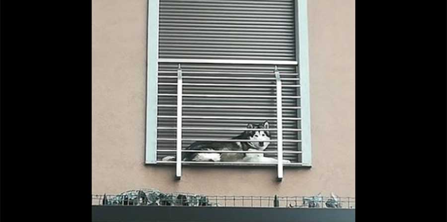 Cane chiuso fuori dalla finestra, la foto che ha fatto il giro del web