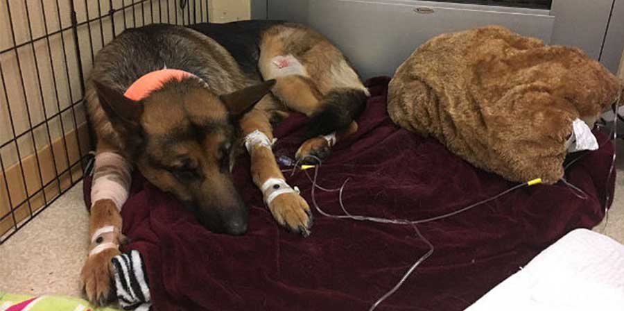 Cane colpito da tre proiettili per salvare il suo proprietario