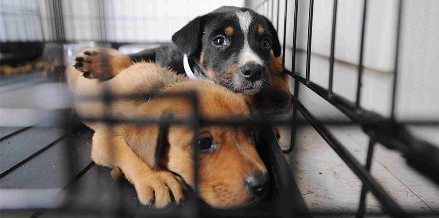 Traffico clandestino di cuccioli, sequestrati 59 cani sulla A1 Cassino