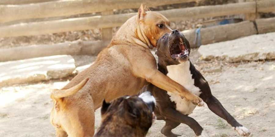 Dogo argentini utilizzati nei combattimenti con i cinghiali: 6 patteggiamenti a Urbino
