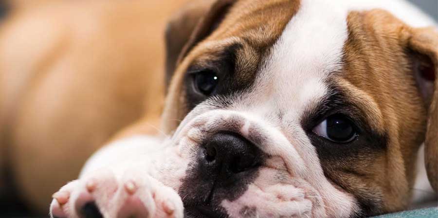 Cucciolo di Bulldog malato viene abbandonato dal veterinario. “Assunto” come dipendente