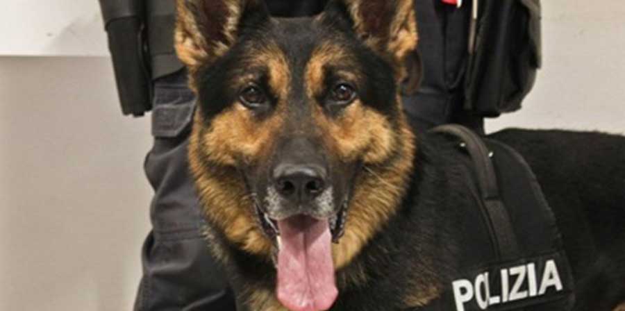 Da randagio a cane poliziotto: la storia di Ares