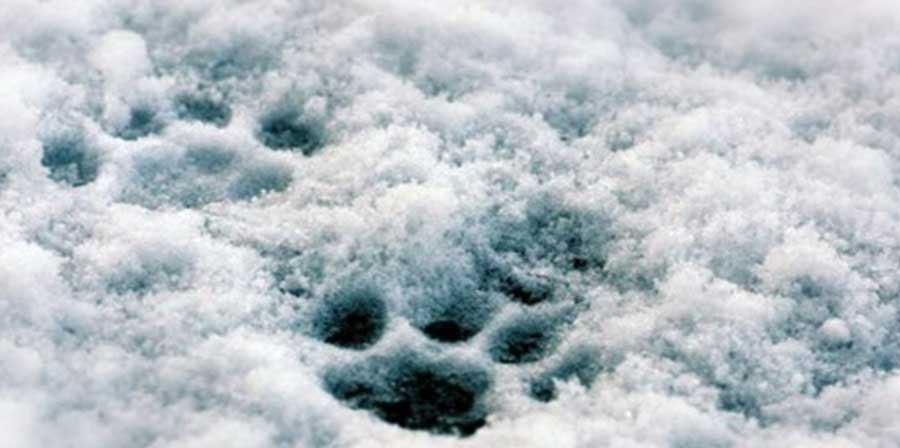 Cane rimane 26 giorni sotto la neve, ritrovato vivo