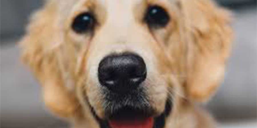 Lo studio: “I cani da Pet therapy non si stressano, si divertono”