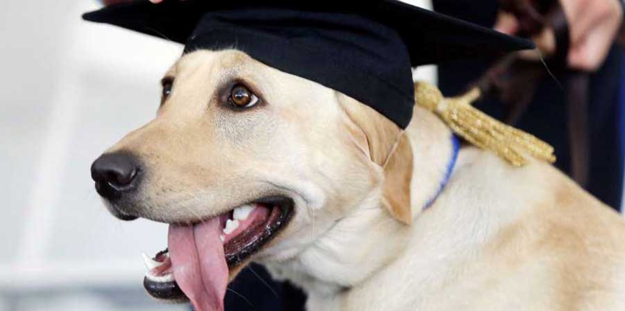 In Florida cane e proprietaria si laureano insieme