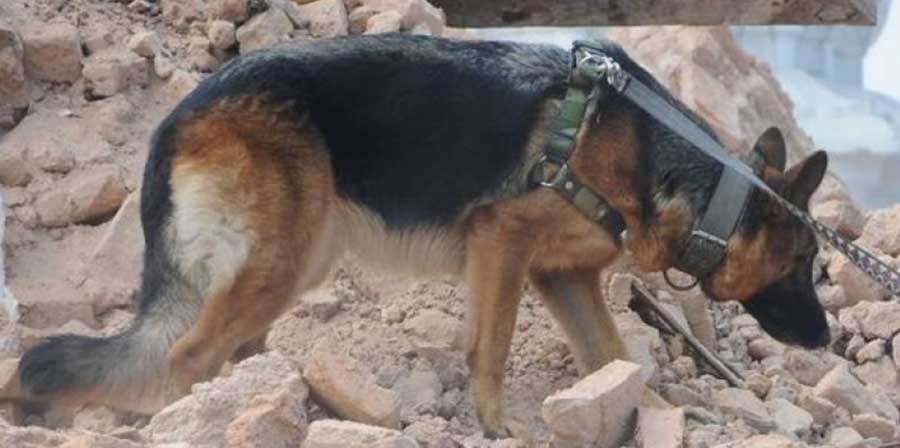 Presto i cani eroi potrebbero essere sostituiti da un robot che fiuta le persone sotto valanghe e terremoti
