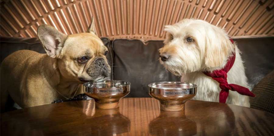 A Londra anche i cani possono prendere un aperitivo