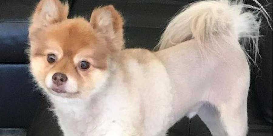 Altro cane morto durante viaggio in aereo