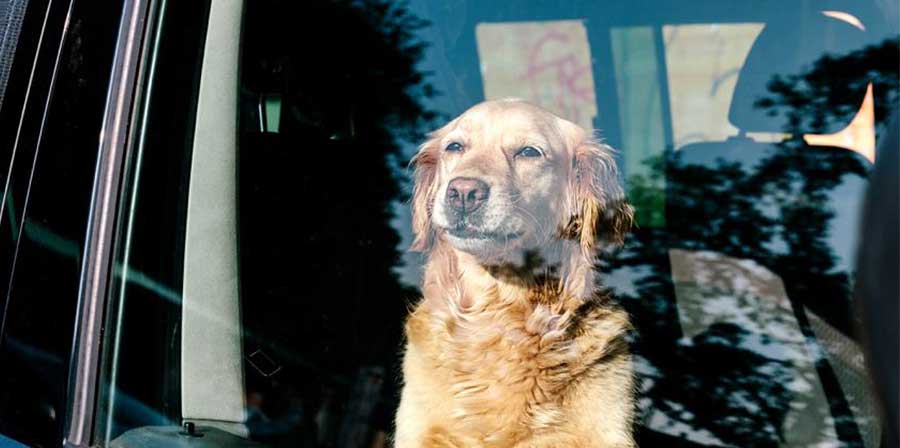 Turiste lasciano cani in auto sotto il sole: multate