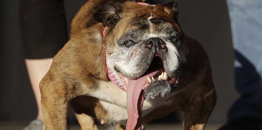 Addio Zsa Zsa, morto il cane più brutto al mondo