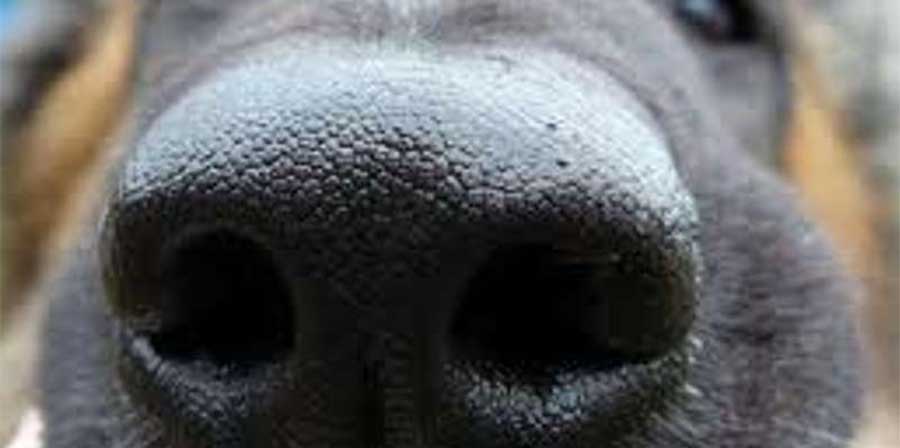 Narcos mettono taglia di 200 milioni di pesos su cane antidroga
