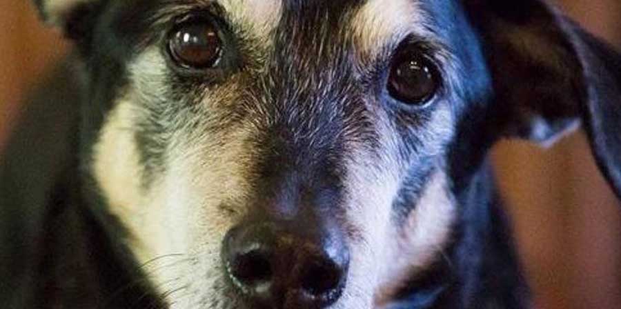Frankie, morto il cane che fiutava i tumori alla tiroide