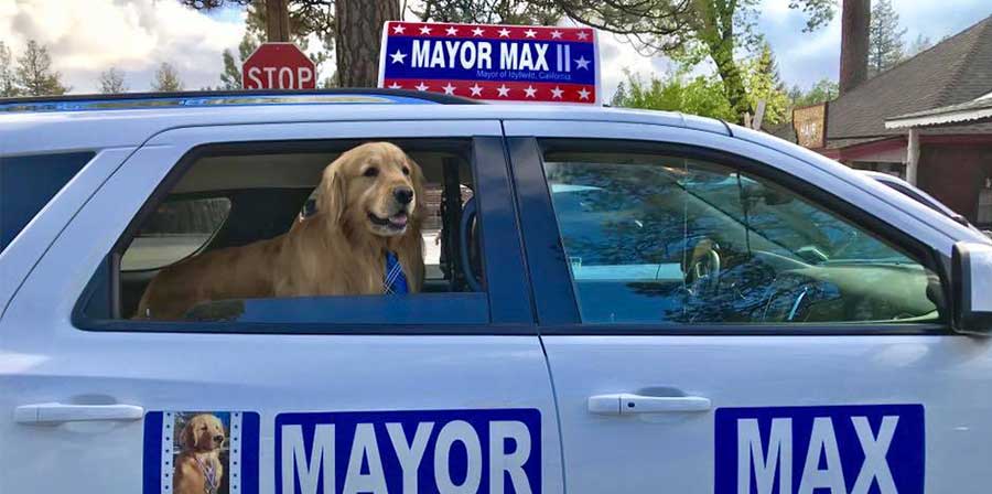 Max, il cane sindaco di Idyllwild