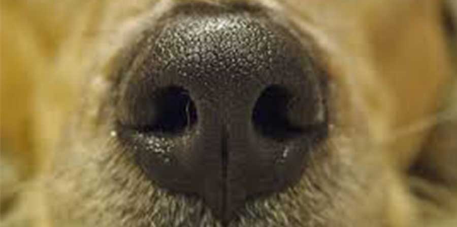 Blatt, il cane che fiuta il tumore al polmone