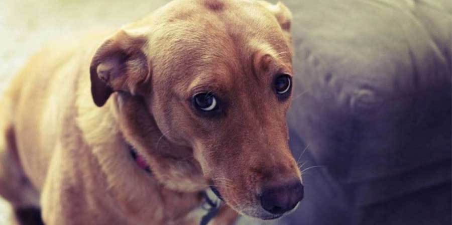 Cane abbandonato ritorna a casa, ma il proprietario lo fa sopprimere