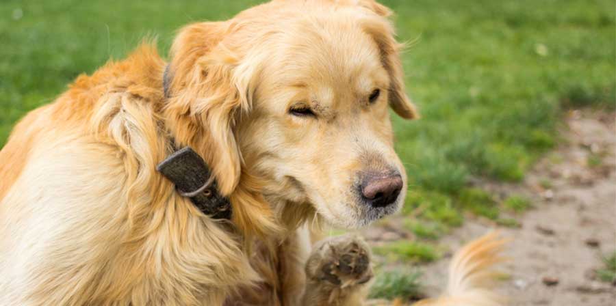 Allergie nei cani, arriva l'app in soccorso di animali e proprietari