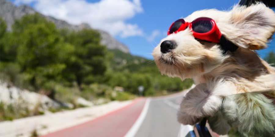 Le regole da seguire per viaggiare tranquilli con il proprio cane