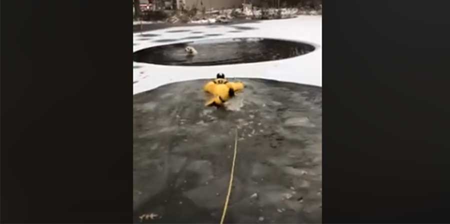 Cane intrappolato in lago ghiacciato: il video del salvataggio