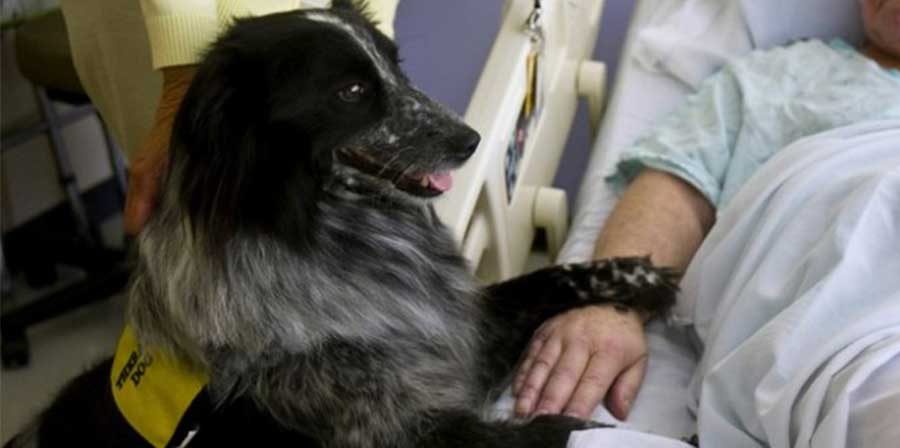 Gli ospedali del Lazio aprono la porta a cani e gatti