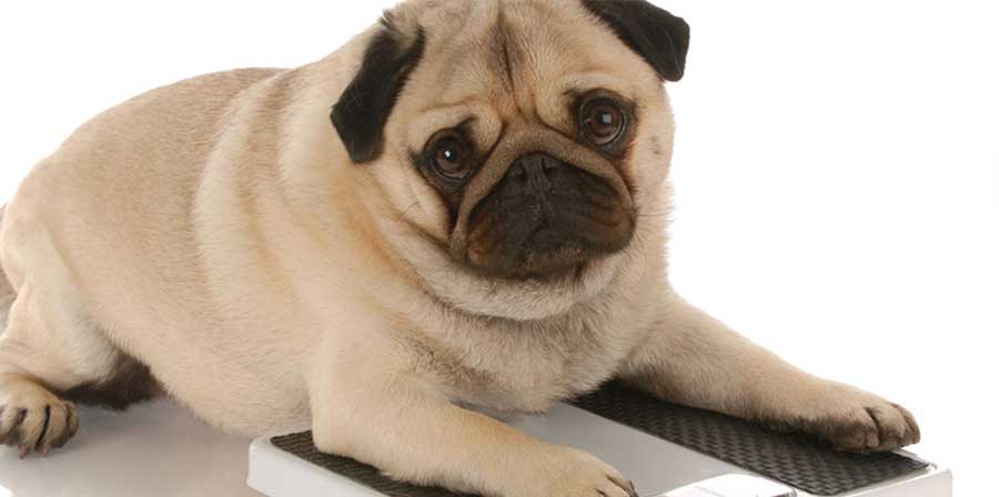 Lo studio: “I cani in sovrappeso vivono circa 2 anni e mezzo in meno”