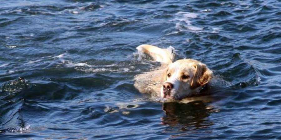 Uomo salva i suoi cani dalla furia dell'oceano e muore