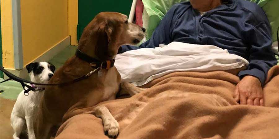 Sta per morire, l'ospedale gli consente di salutare i suoi cani