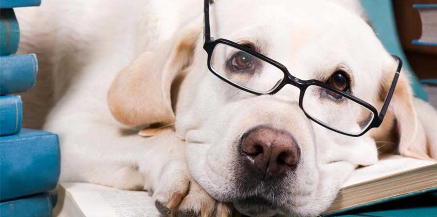 Uno studio: “La dimensione del cervello determina l'intelligenza del cane”