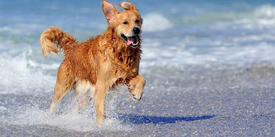 Emilia Romagna, la proposta: “Meno divieti per i cani in spiaggia”