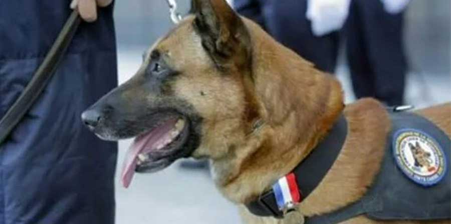 Ucciso durante un blitz in Francia: Diesel, cane-eroe