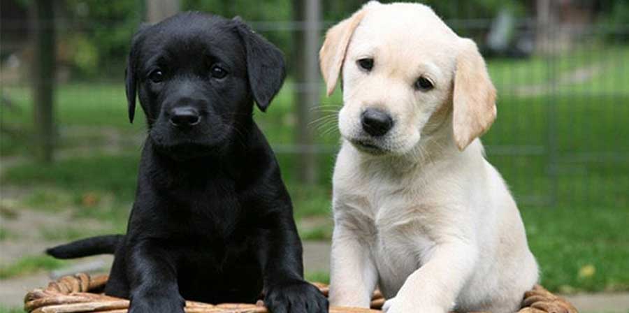 Negli Usa a lezione di leadership con cuccioli di Labrador