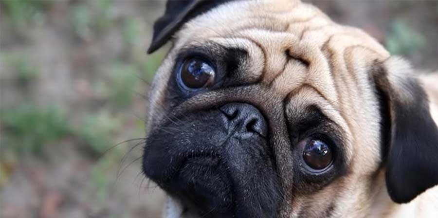 Famiglia non paga la tassa sul cane: Carlino viene pignorato e venduto su eBay